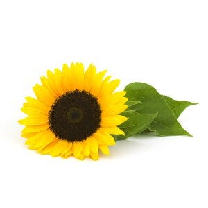 Sunflower Oil - Helianthus Annuus