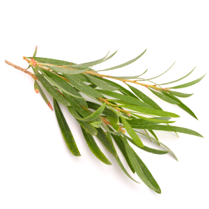 Tea Tree Oil Melaleuca Alternifolia